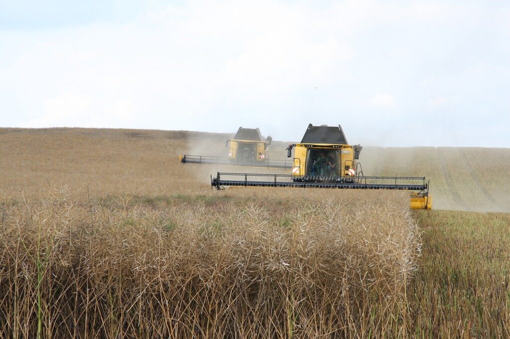 mower, oilseed rape, agriculture